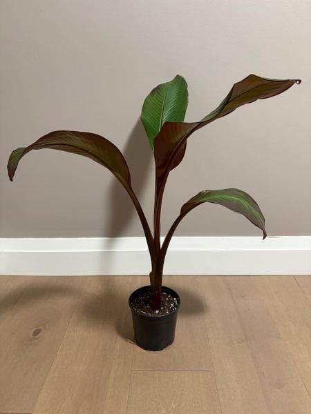A
red
banana plant
in a pot