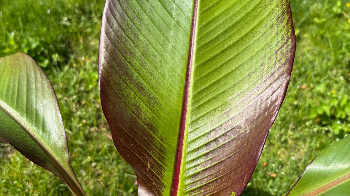A newly grown leaf