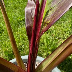 A closeup of a new leaf on a red banana plant