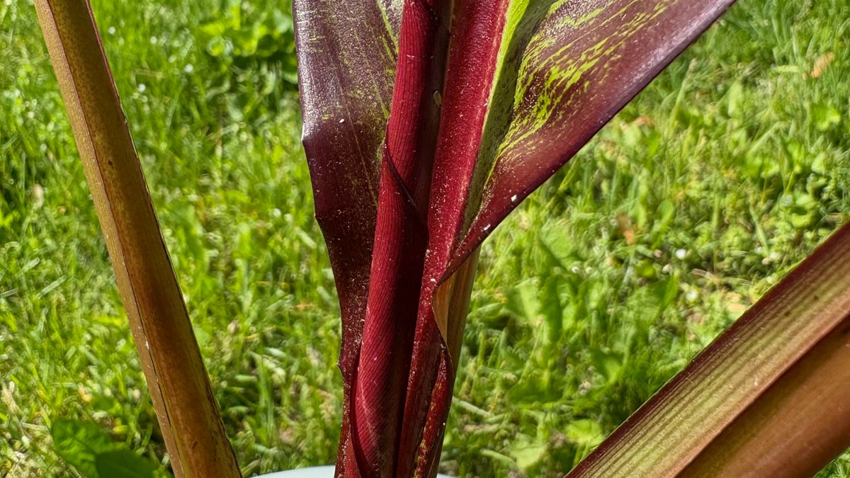 The tightly coiled leaf of a potted banana plant.