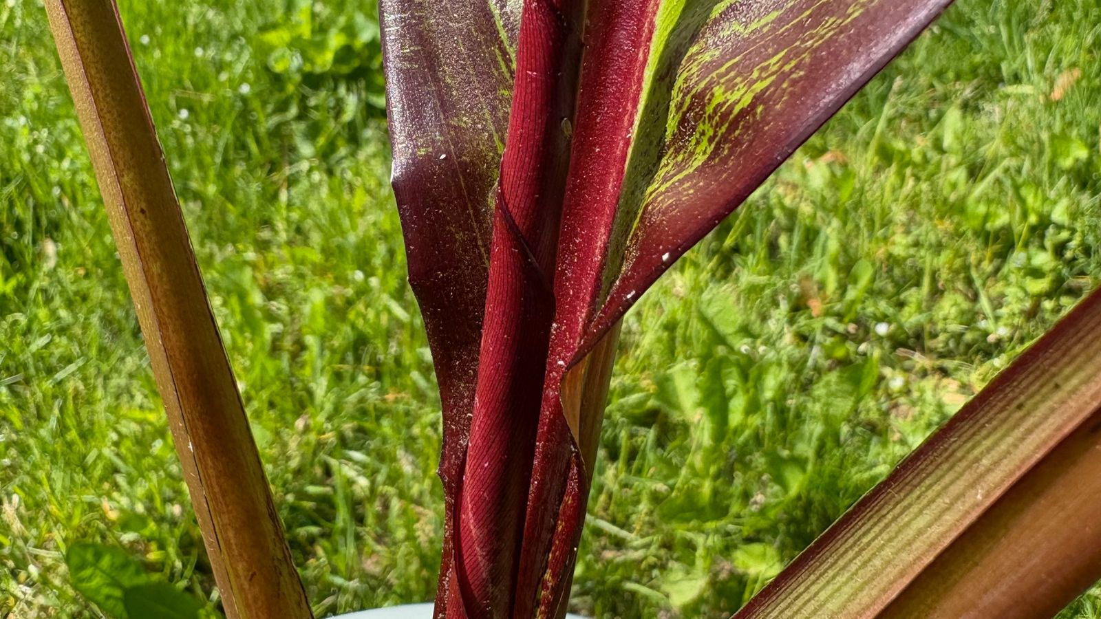 A closeup of a new leaf on a red banana plant