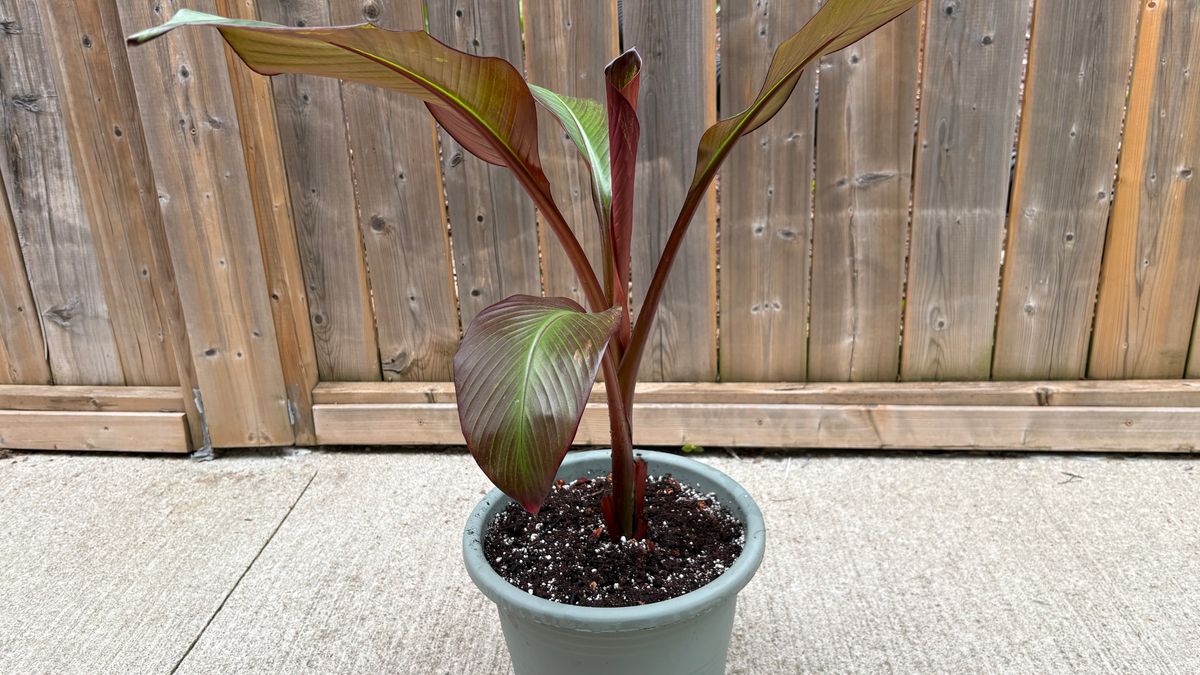 A banana plant in a pot