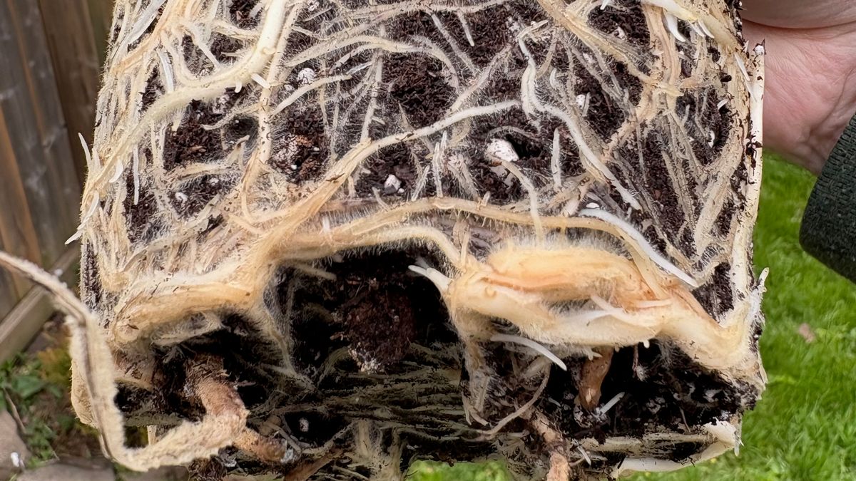 A ball of roots seen on the Banana Plant