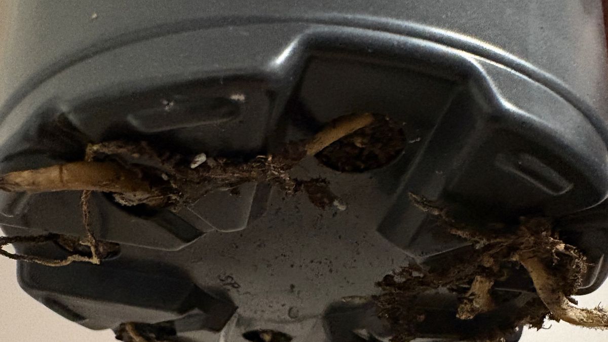 Roots exposed from a potted banana plant